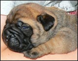 Puppies 1-3 weeks - Pennut 1-3 viikkoa